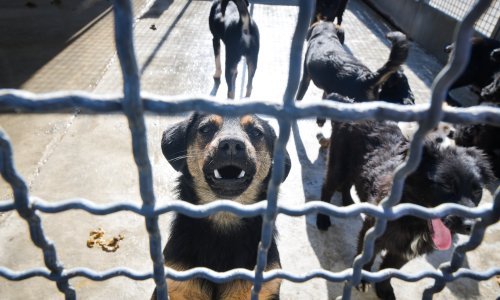 Sklonište za životinje Dumovec puca po šavovima, situacija je dramatična