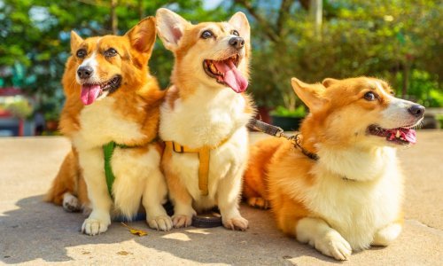 Ovo su pokazatelji je li vaš pas zapravo sretan: Evo kako mu podići raspoloženje