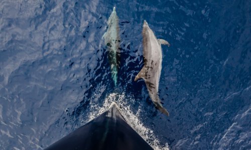 Što ako ugledate dupine, kitove ili kornjače u Jadranu? Evo što trebate napraviti