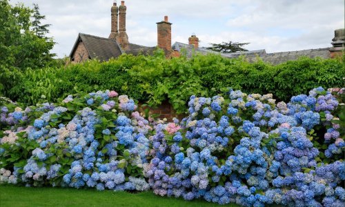Kako navesti hortenzije da se oporave nakon razdoblja suše