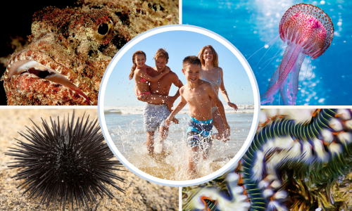 Izbjegnite nesnosne bolove: Koje opasnosti vrebaju u plićaku i kako sanirati ozljede