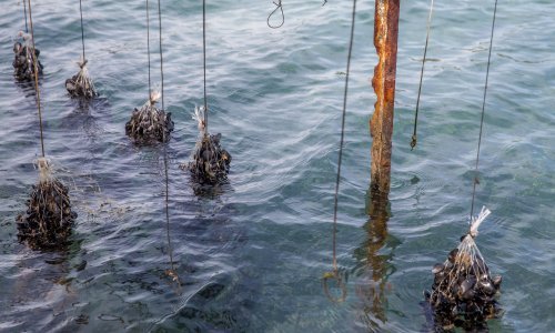 Veliki pomor dagnji u Malostonskom zaljevu: 'Nikad nisam ni čuo za to'