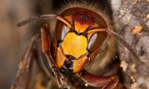 Podilazi vas jeza od stršljena? U ovim situacijama nakon uboda morate hitno liječniku