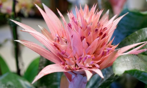 Spektakl u dvorištu: Ove biljke cvatu samo jednom, ali čekanje se itekako isplati