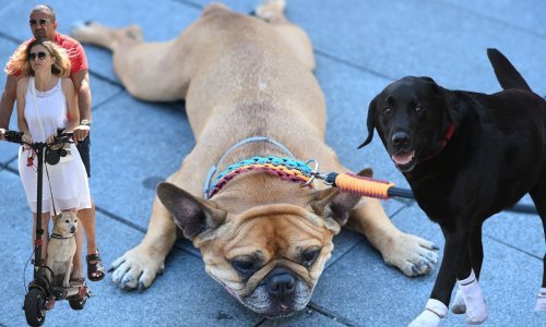 Vrućina im je teško pala: Preslatki psići na sve su se načine pokušali rashladiti