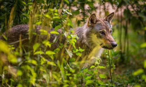 Europski sud pravde zabranio lov na vukove