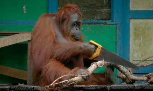 Divlji orangutan sam naučio koristiti pilu?