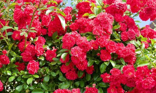 Produžite bujan cvat: Evo što svakako treba napraviti u vrtu početkom kolovoza