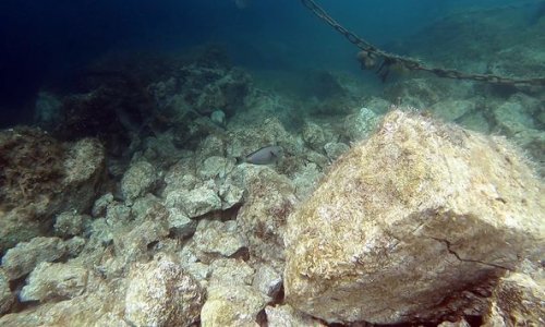 Kod Rijeke se pojavila riba kakva nikad prije nije primjećena u Jadranu