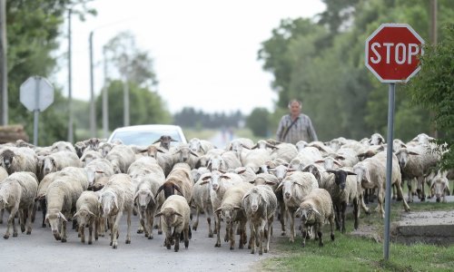 PPR kuga napravila je enormne štete stočarima. Što ako dođe u Hrvatsku?
