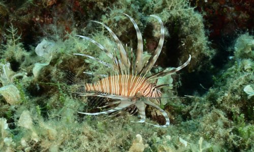 Opasna riba nastavlja se širiti Jadranom, viđena je u moru kod Mljeta