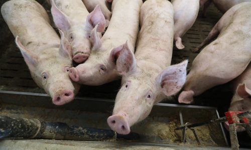 Treći slučaj svinjske kuge u Retkovcima: U objektu je bilo 12 svinja