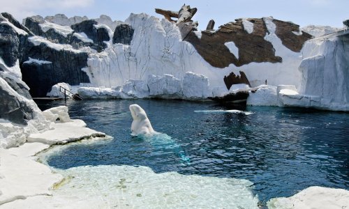 Ovi 'morski kanarinci' obožavaju ljude, a najpoznatiji među njima je 'ruski špijun'