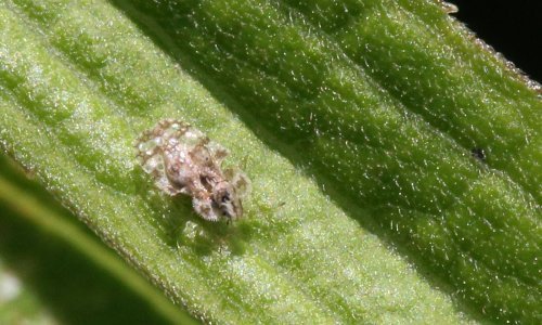 Mrežaste stjenice maltretiraju građane: Nikakvi repelenti ne pomažu