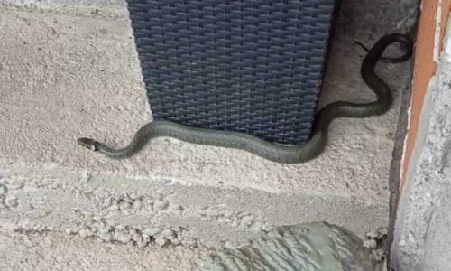 Gmazove i glodavce pronalaze i u krevetu: 'Vlasnici ne vode brigu, ovo je postalo neizdrživo'