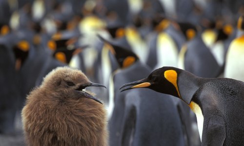 Nisu tako nevini i bezopasni kakvima se čine: Ovo vjerojatno niste znali o pingvinima