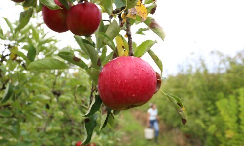 Urod jabuka u Hrvatskoj pao osam posto