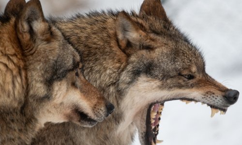 Europa kreće u rat s vukovima: Za sve je kriva smrt 30 godina starog ponija