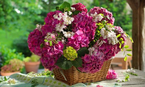 Nema ljepšeg ukrasa za dom: Evo kako pravilno osušiti hortenzije za vazu