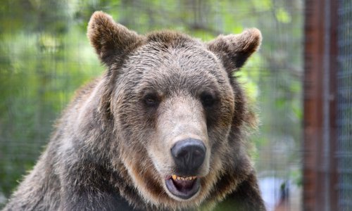 Napadi divljih životinja na ljude u stalnom su porastu: Evo zašto napadaju