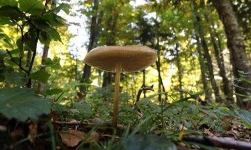 Prirodna rješenja briljiraju: Poznata metoda za detoksifikaciju okoliša