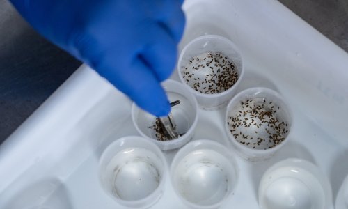 Zdrave i pune proteina: Jesu li ličinke crnih vojničkih muha budućnost prehrane?