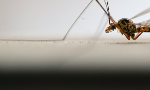 Epidemiolozi objasnili što je virus zapadnog Nila: Nema razloga za paniku, ali budite oprezni