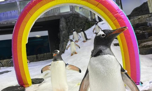 U Sydneyu uginuo pingvin Sphen, za sobom je ostavio partnera Magica