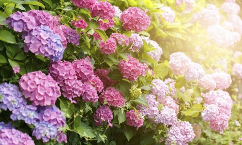 Zaboravite na ocvale hortenzije: Uz ove sorte imat ćete jesenski vrt iz snova