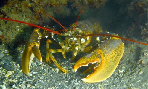 Prije otpadna hrana, a danas simbol luksuza: Evo kako je jastog postao popularan