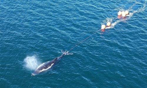 Spasioci spasili mladog grbavog kita u Sydneyu