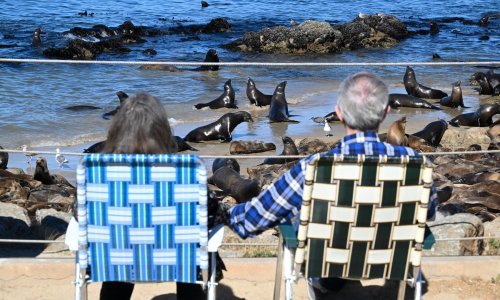 Morski lavovi 'okupirali' plažu u Kaliforniji