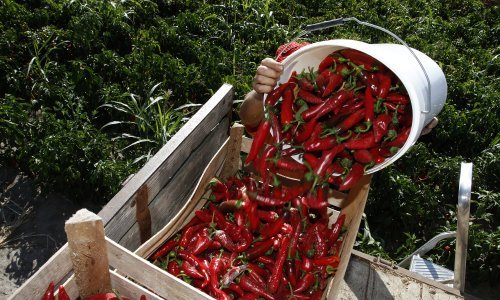 'Crveno zlato' rodilo kao nikad: Druge je spržilo sunce, no ovim Baranjcima je sinulo