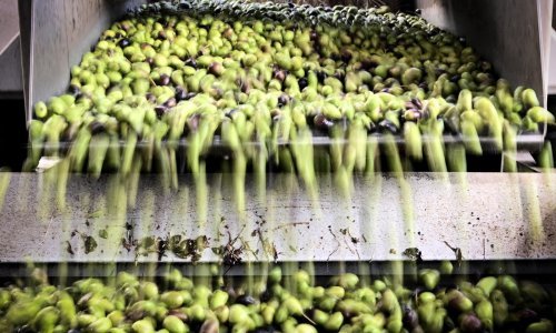 Maslinovo ulje nam je 128 posto od europskog prosjeka: Koliko je to opravdano?