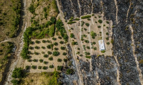 Požar kod Žrnovnice zaobišao samo jednu parcelu: vlasnik otkrio što je napravio