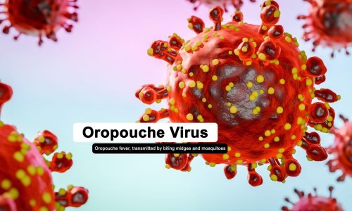 Slučajeva je sve više, a evo što se zna o virusu Oropouche