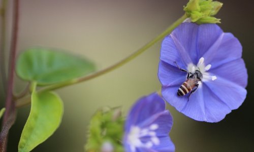 Kolonija invazivne i opasne vrsta pčela prvi put viđena u Europi: Ima razoran utjecaj