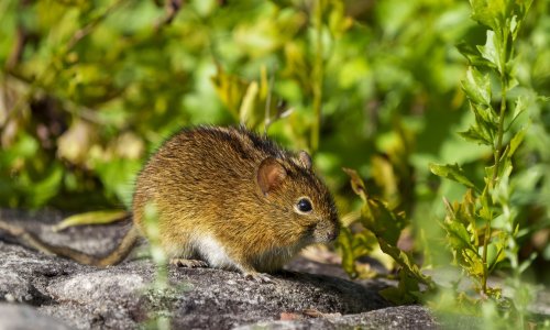 Horde miševa proždiru sve pred sobom: Sada su krenuli na albatrose