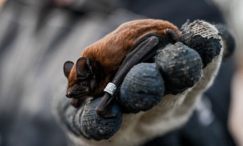 Noć šišmiša: Posjetili smo špilju Veternicu i razbili sve mitove o njima