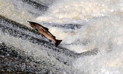 Kao sudnji dan: Lososi masovno nestaju iz norveških rijeka, što se to događa