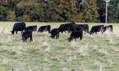 Damir Jagić: 'Kopnjenje zaliha žitarica moglo bi utjecati na cijene mesa'