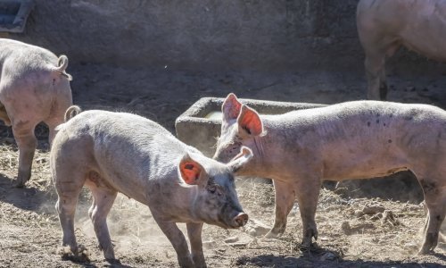 Pala proizvodnja goveda, svinja, mlijeka i jaja u Hrvatskoj