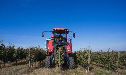 Nikad ranije berači ušli u vinograde: Bit će 30 posto manje vina, ali...