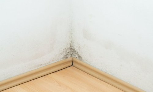 Otkrili ste zid pun vlage i plijesni u vašem domu? Ovo je najučinkovitije rješenje