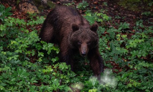 Medvjed napao čovjeka na Plitvicama
