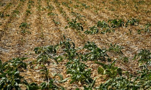 Ovo bi mogao biti kraj za zadnju šećeranu u Hrvatskoj: Suša je uništila sve!