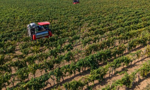 Agrolaguna, Belje i Vupik rekordno rano obrali grožđe: Sve je dozrelo još u kolovozu