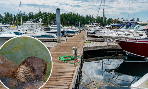 Stravičan događaj u marini: Riječna vidra odvukla dijete pod vodu, izgrizla ga i izgrebla