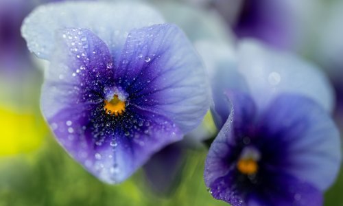 Cvijeće koje će vam uveseliti jesen: S maćuhicama uljepšajte hladne dane