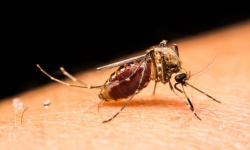 Stop komarcima! LG ima TV koji će vas spasiti od ovih beštija